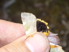 Noctua fimbriata