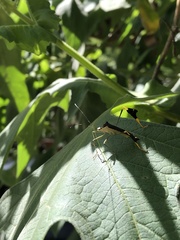 Anisoscelis gradadius