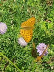 Argynnis adippe