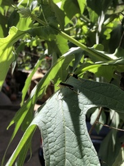 Anisoscelis gradadius