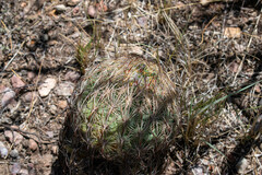 Echinomastus unguispinus