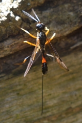 Aulacidae