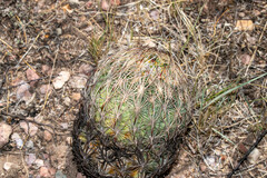 Echinomastus unguispinus