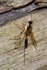 Aulacidae