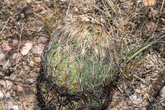 Echinomastus unguispinus