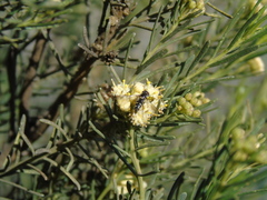 Allograpta hortensis