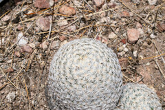Mammillaria lasiacantha