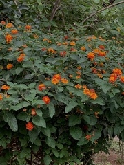 Lantana camara