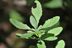 Berberis canadensis