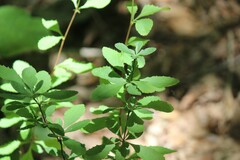 Berberis canadensis
