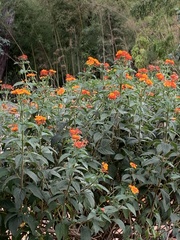 Lantana camara