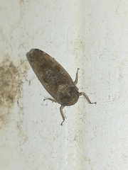 Allygidius atomarius