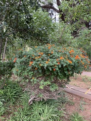 Lantana camara