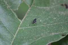 Evaniella semaeoda