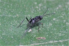 Evaniella semaeoda