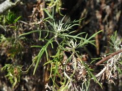 Artemisia palmeri