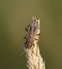 Ortholomus punctipennis