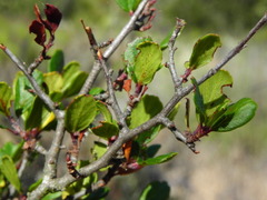 Cercocarpus minutiflorus