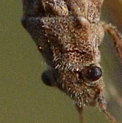 Ortholomus punctipennis