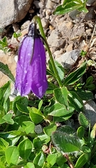 Campanula pulla
