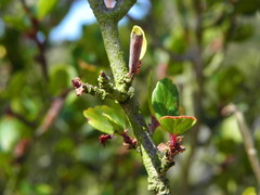 Cercocarpus minutiflorus