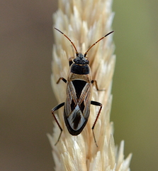 Xanthochilus quadratus