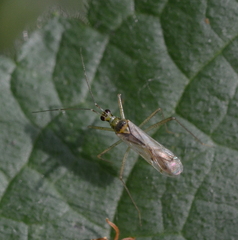 Dicyphus errans