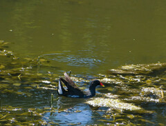 Gallinula chloropus