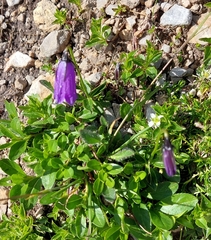 Campanula pulla