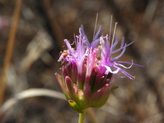Monardella viminea