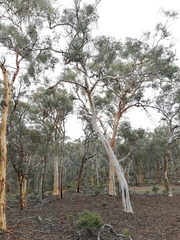 Eucalyptus accedens