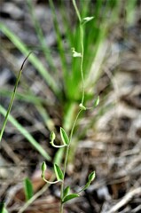 Stylisma humistrata