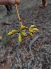 Eucalyptus accedens