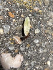 Cardiocondyla mauritanica