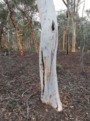 Eucalyptus accedens