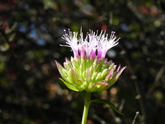Monardella viminea