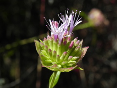 Monardella viminea