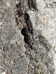 Cardiocondyla mauritanica