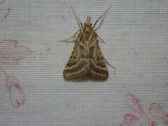 Stemmatophora borgialis