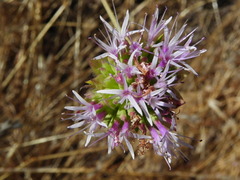 Monardella viminea