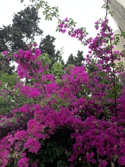 Bougainvillea