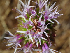 Monardella viminea