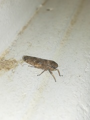 Allygidius atomarius