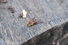 Metagyndes pulchella