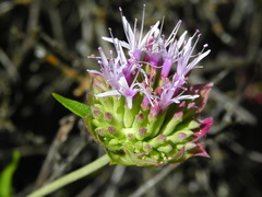 Monardella viminea