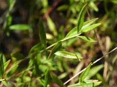 Monardella viminea