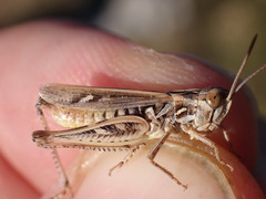 Omocestus petraeus
