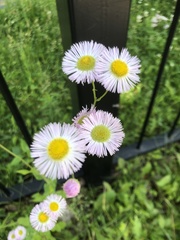 Erigeron