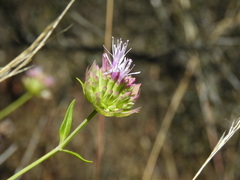 Monardella viminea