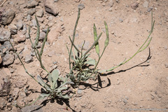 Boechera platysperma